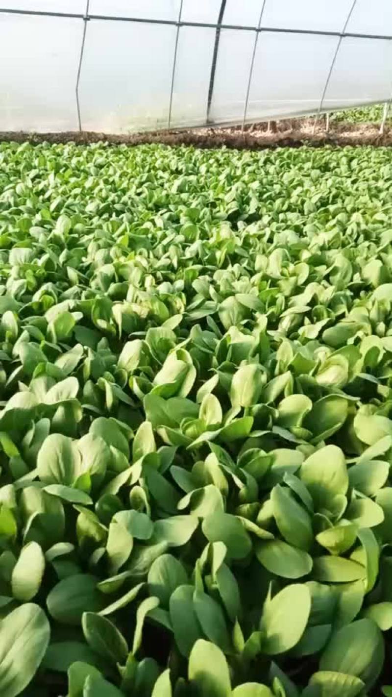 上海青