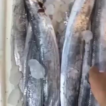 带鱼黄鱼