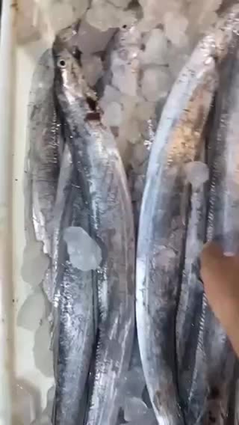 带鱼黄鱼