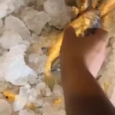 中黄鱼