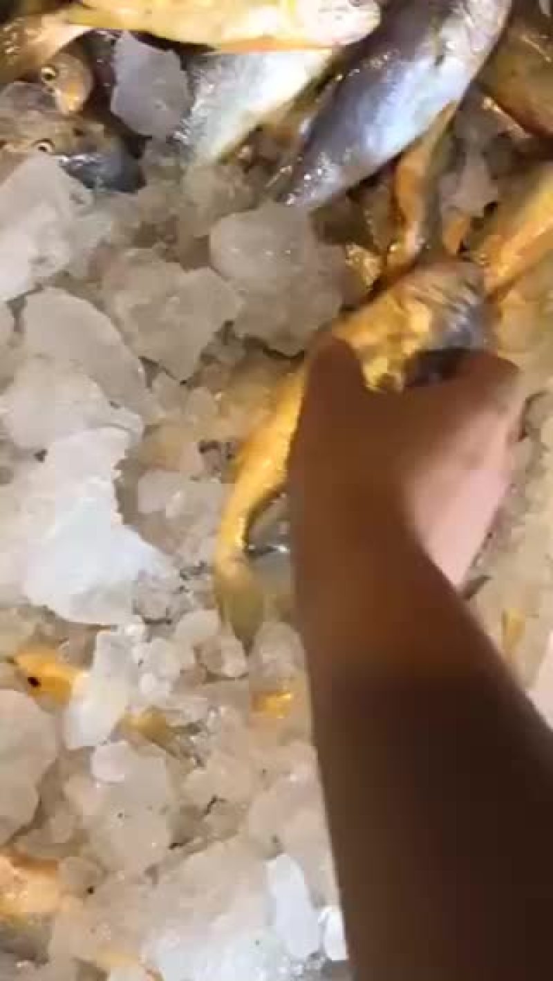 中黄鱼