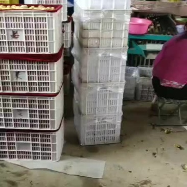 冬枣