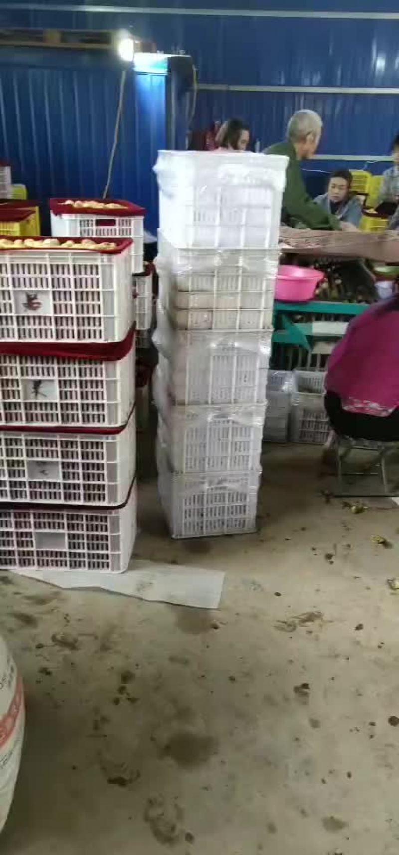 冬枣