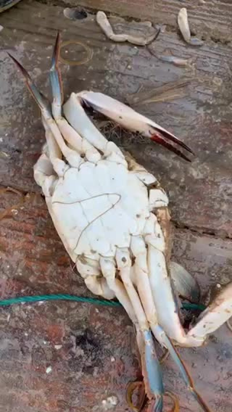 梭子蟹飞蟹蟹类小船货地笼货拉网货丝网货质量很肥肉质鲜美
