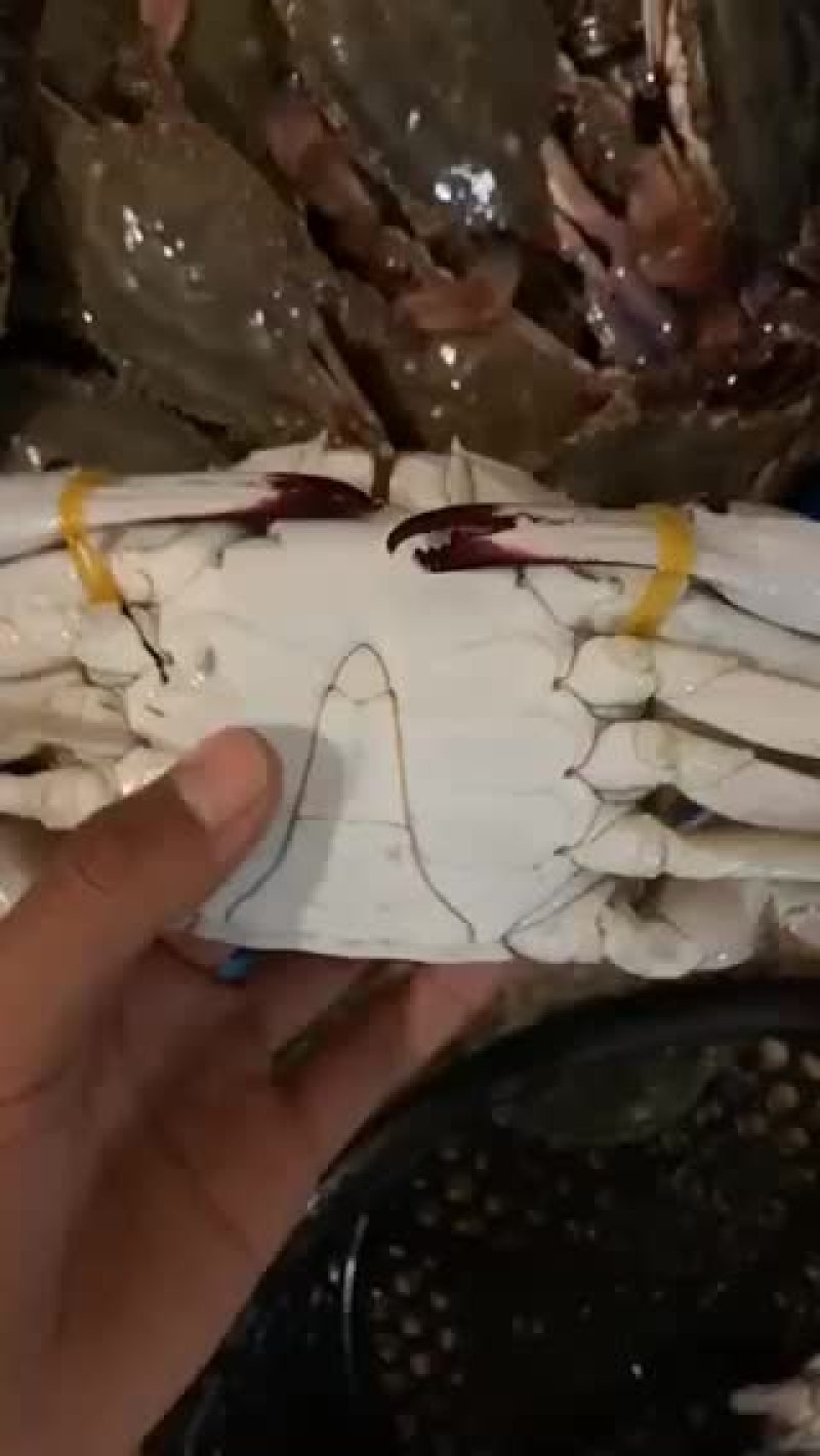梭子蟹飞蟹蟹类小船货地笼货拉网货丝网货质量很肥肉质鲜美