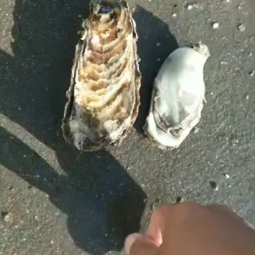 牡蛎各种规格都有