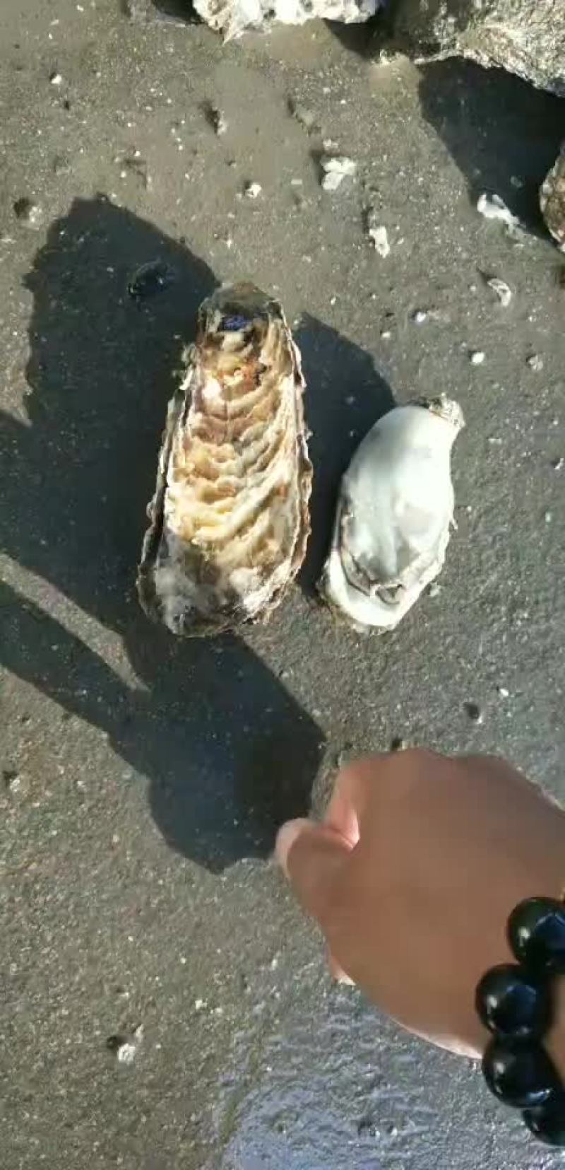牡蛎各种规格都有