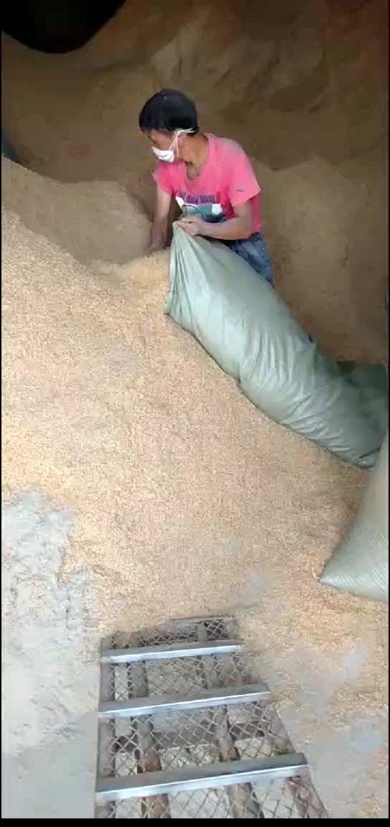谷壳大量出售950一吨