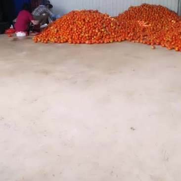 西红柿大量上市