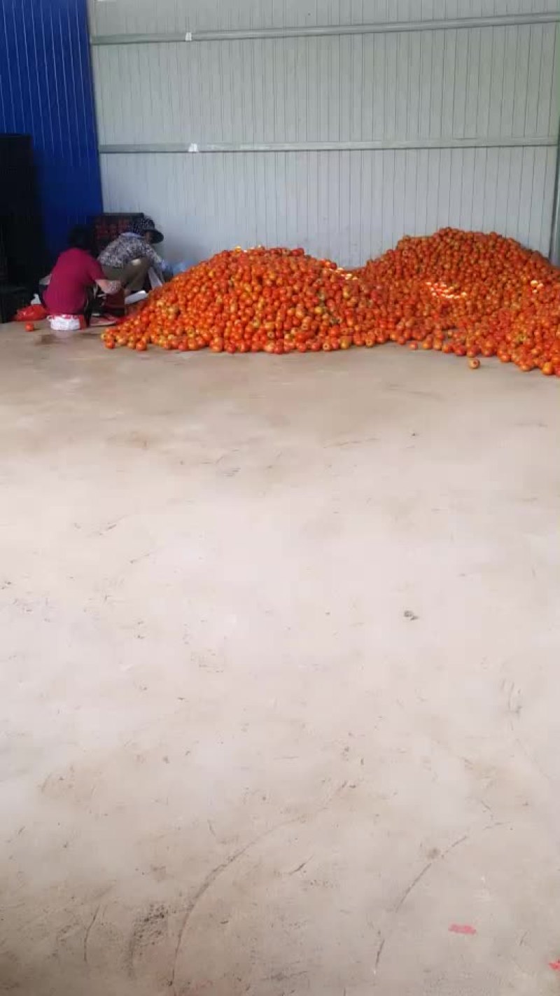 西红柿大量上市