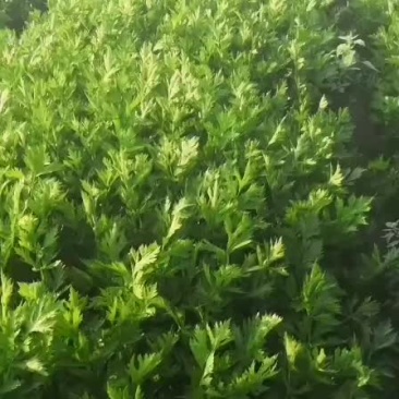 芹菜四毛多，茄子0.25-0.3，菜花0.2，甘蓝0.2