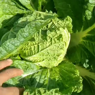 黄心菜