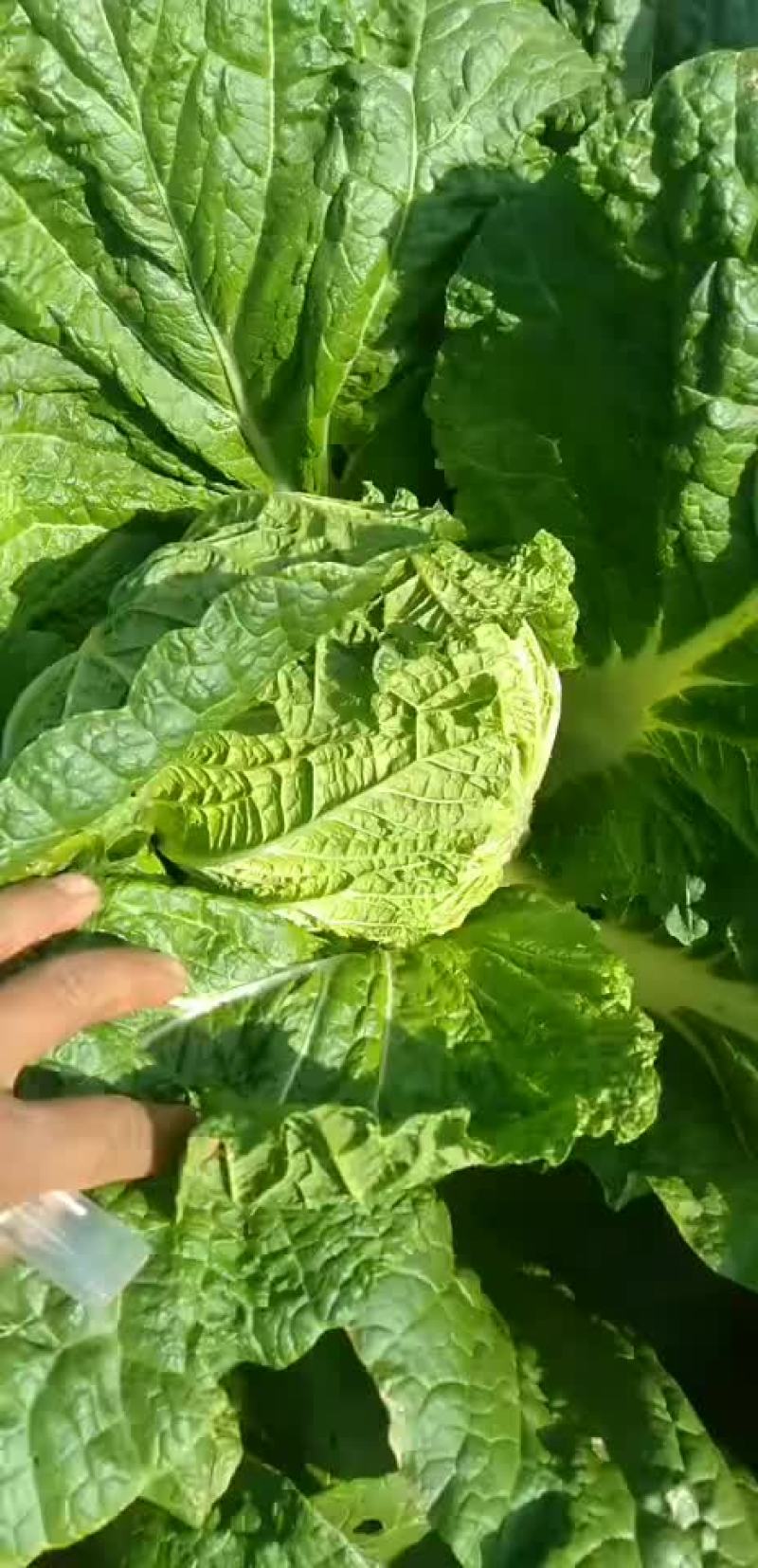 黄心菜