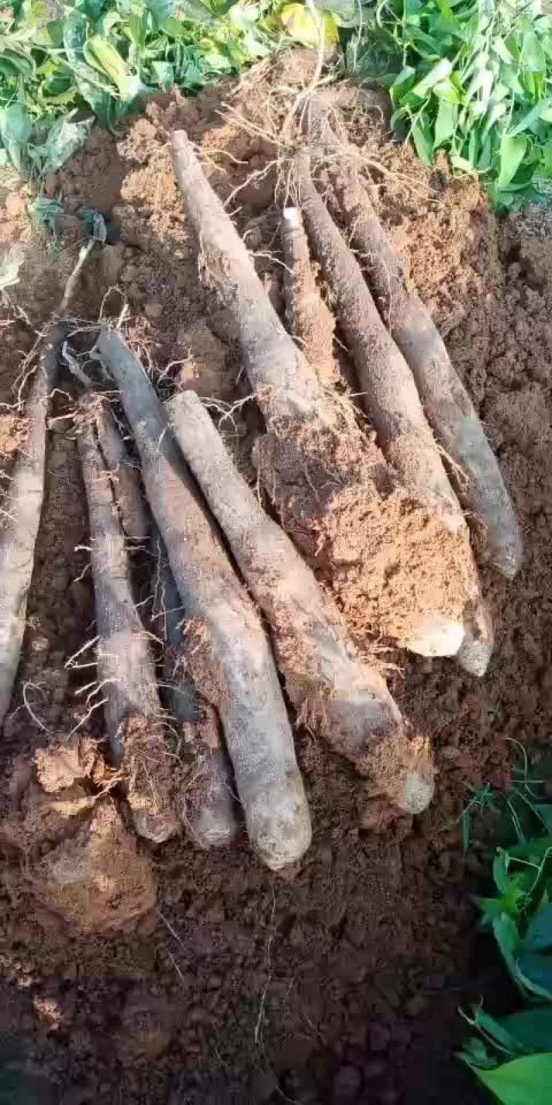 山药，30~80长的。