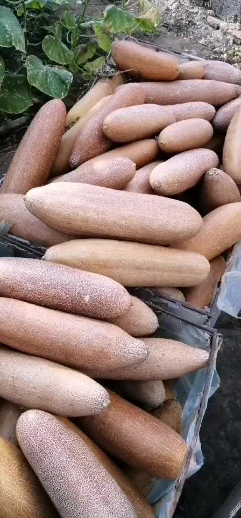 豆角