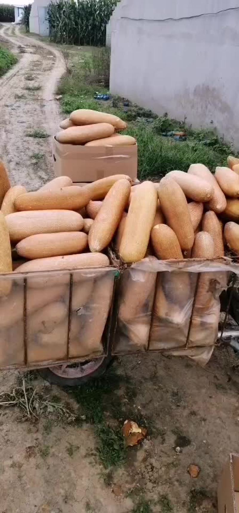 豆角