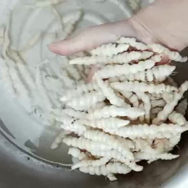 螺丝菜