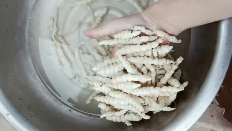 螺丝菜