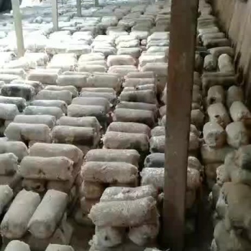 平菇菌棒，预订有优惠，2000袋起批
