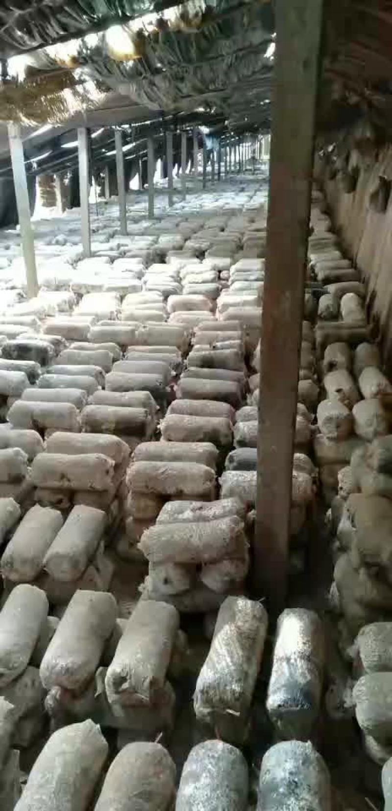 平菇菌棒，预订有优惠，2000袋起批