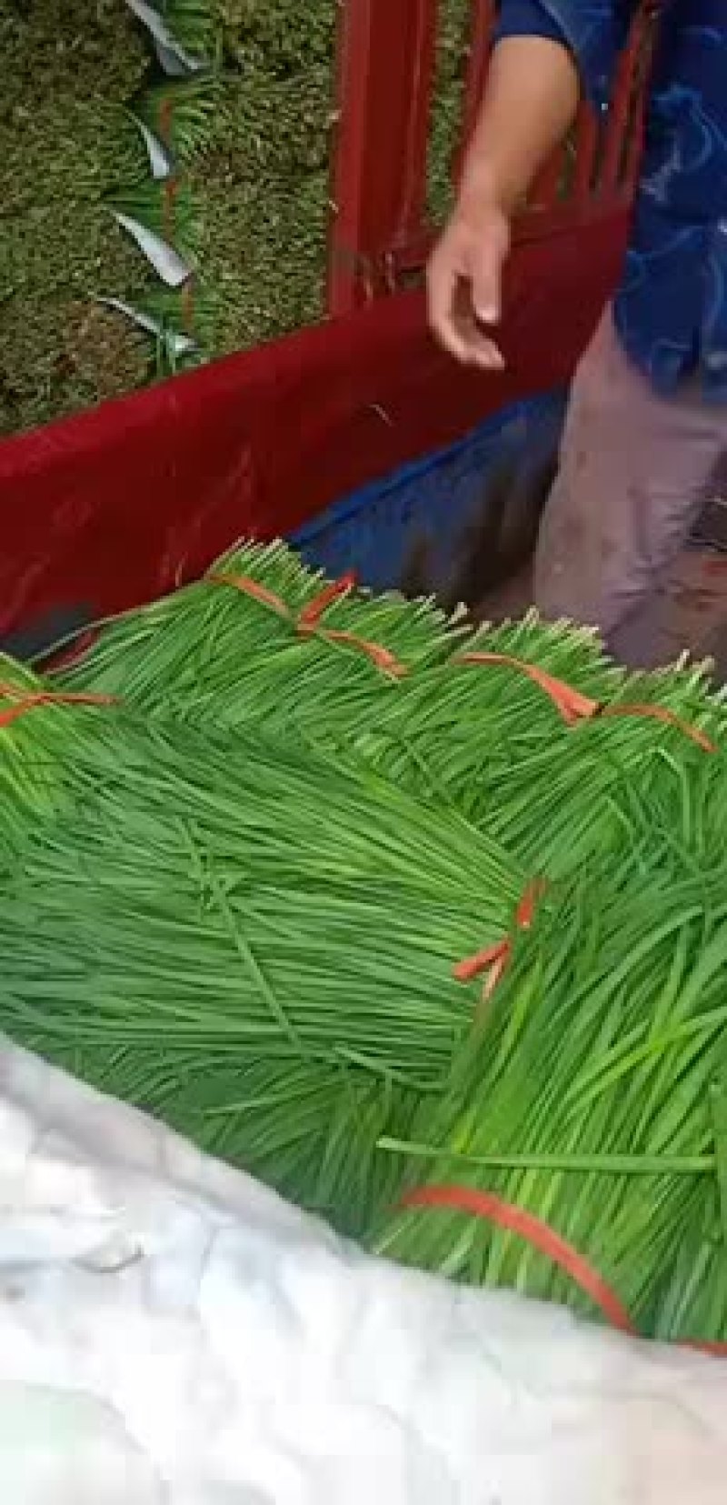 低价优质韭菜