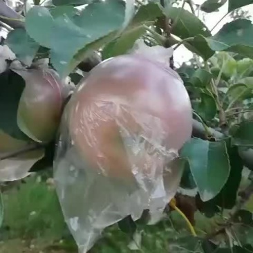 膜袋