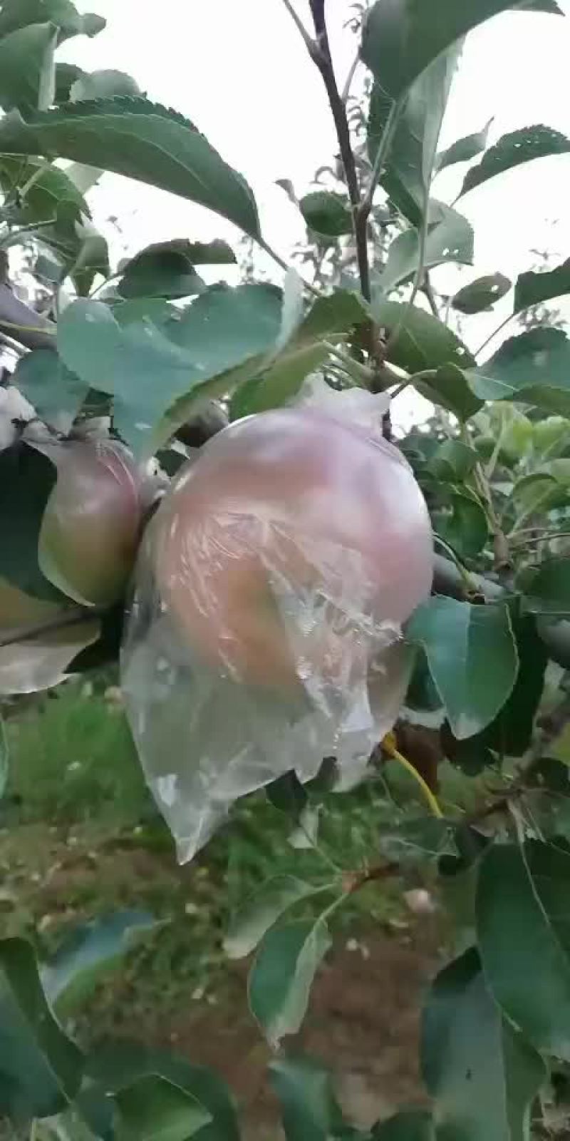 膜袋