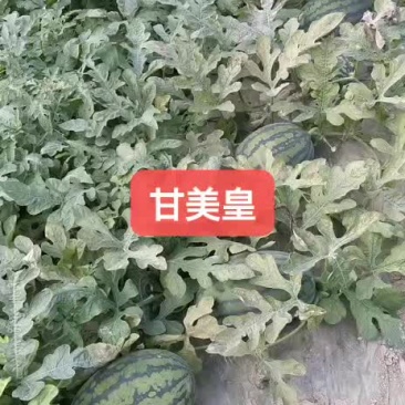 精品美都，欢迎各地老板合作共赢！