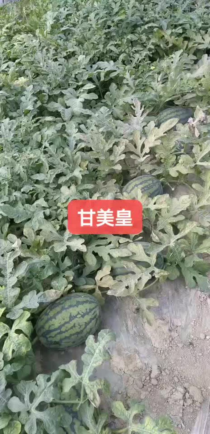 精品美都，欢迎各地老板合作共赢！