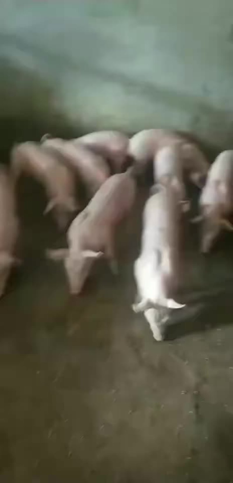 太湖母猪，苏太母猪，杜洛克公猪，长白母猪，二元母猪