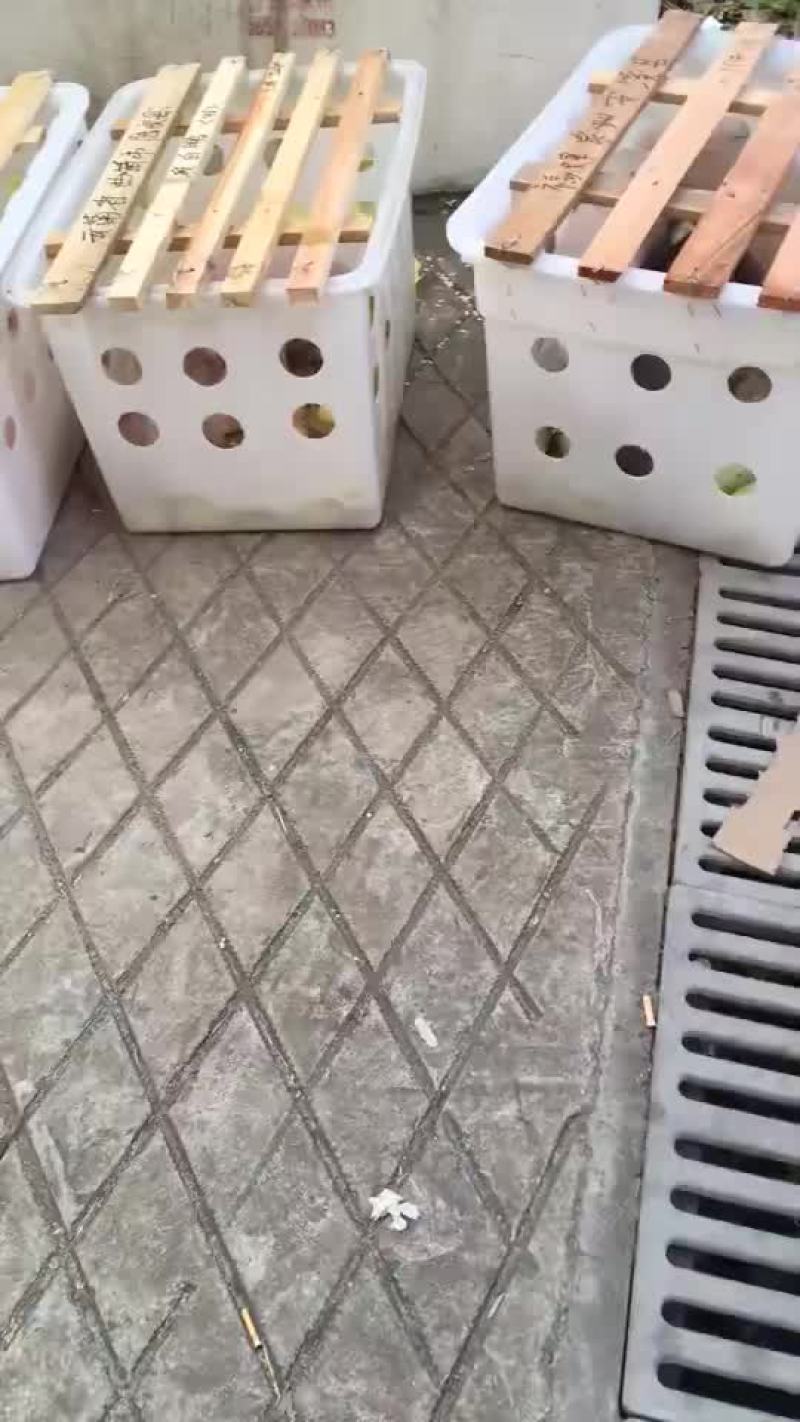 太湖母猪，苏太母猪，杜洛克公猪，长白母猪，二元母猪