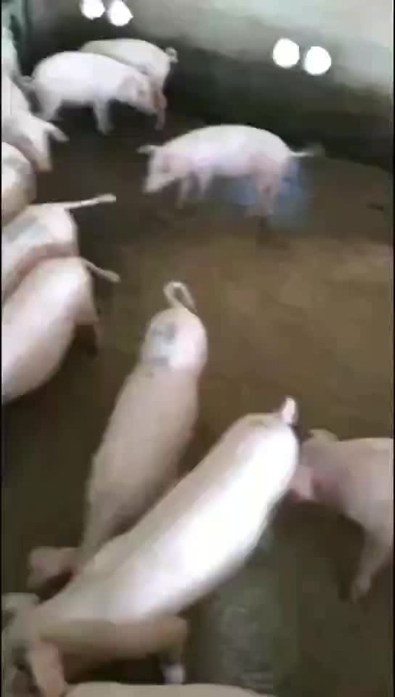 太湖母猪，苏太母猪，杜洛克公猪，长白母猪，二元母猪