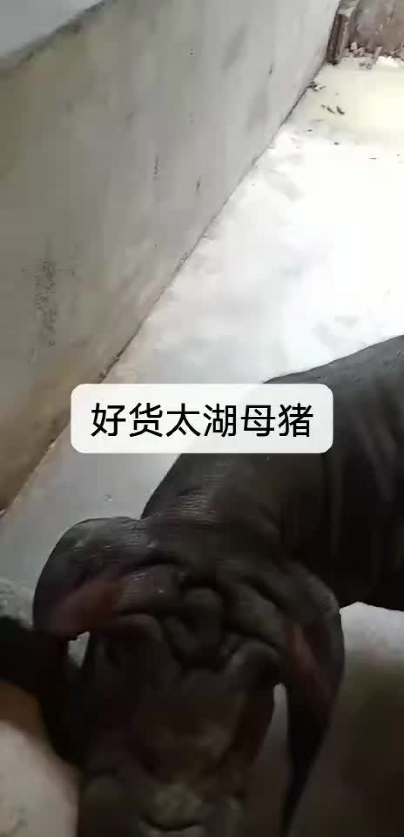 太湖母猪，苏太母猪，杜洛克公猪，长白母猪，二元母猪