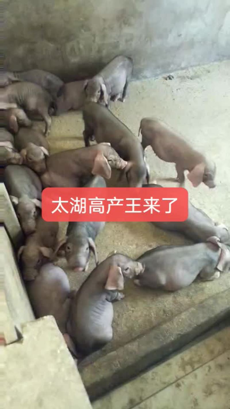 太湖母猪，苏太母猪，杜洛克公猪，长白母猪，二元母猪
