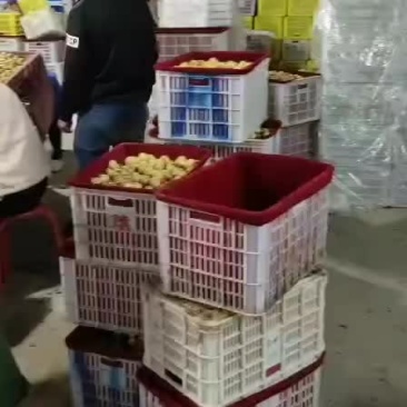 冬枣