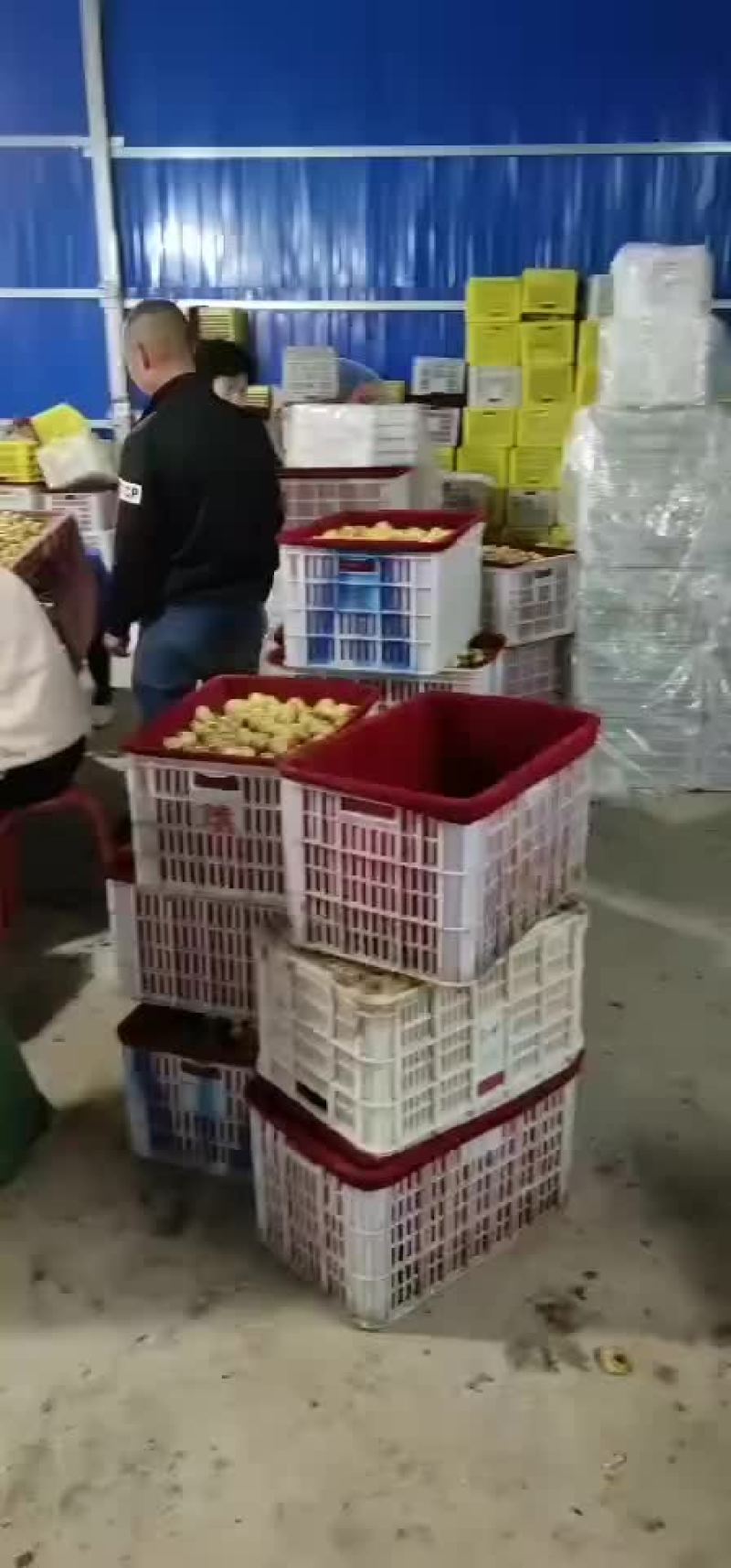 冬枣