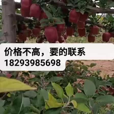 花牛苹果