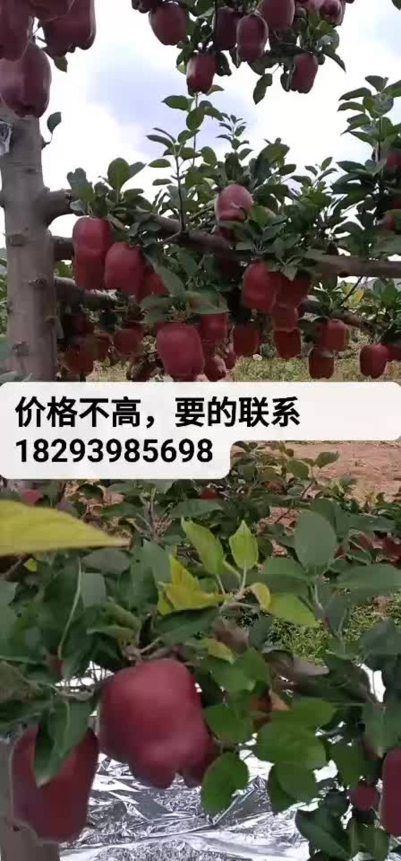 花牛苹果