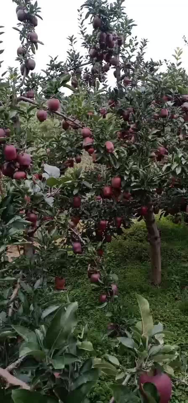 花牛苹果