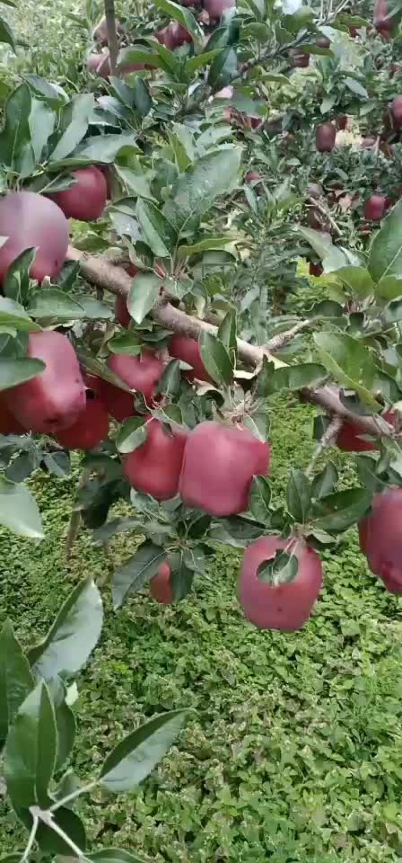 花牛苹果