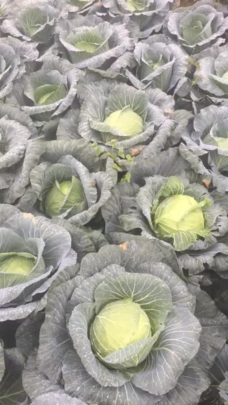 甘蓝铁头