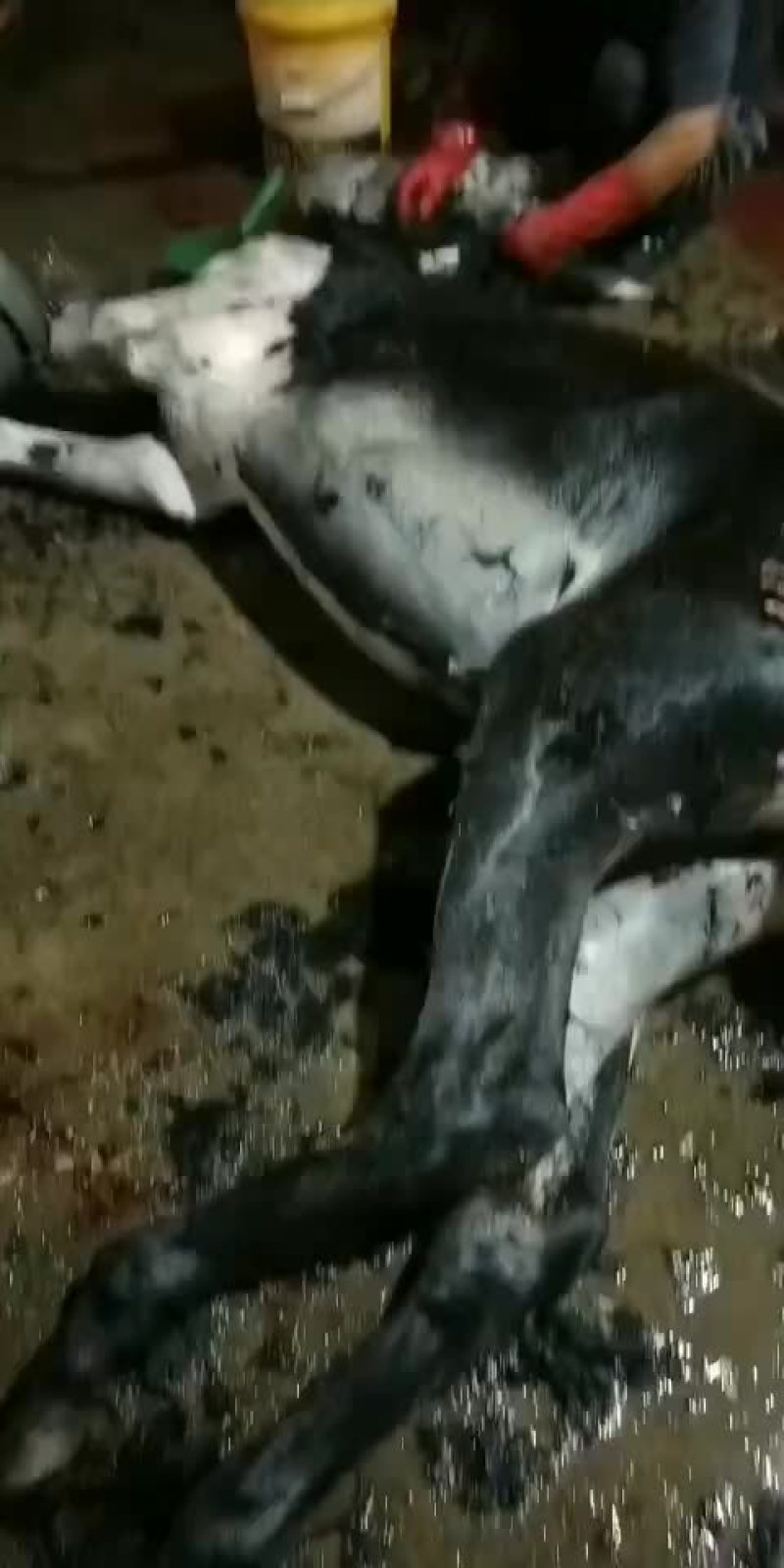 驴肉纯绿色饲养质量保证