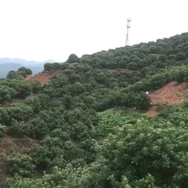 杨梅树