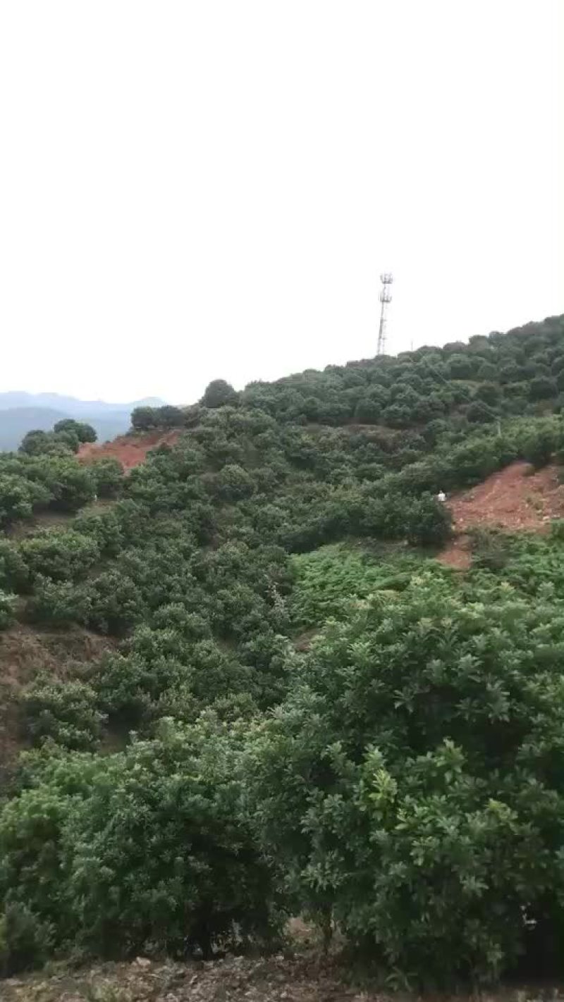 杨梅树