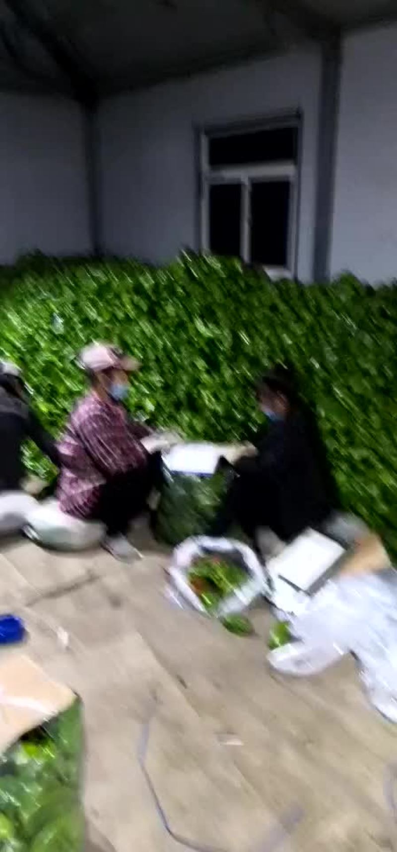 尖椒茄子大量上市保证质量