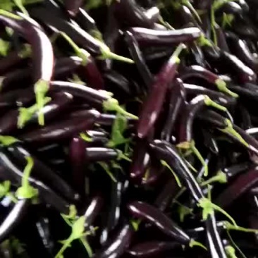 尖椒茄子大量上市保证质量