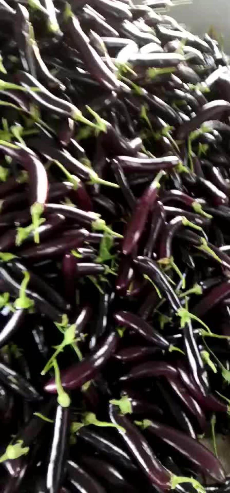 尖椒茄子大量上市保证质量