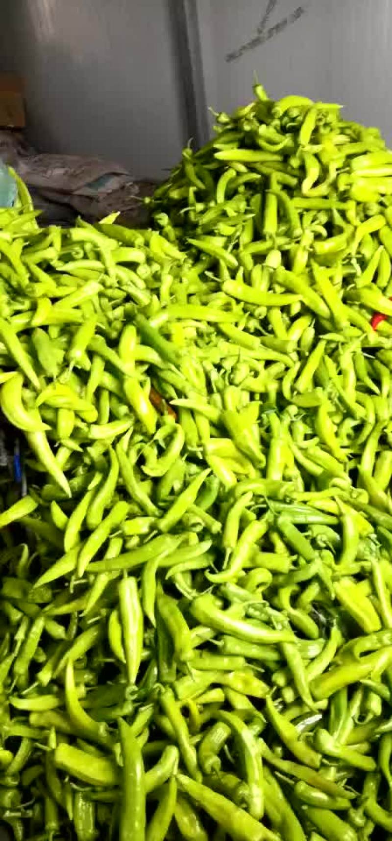 尖椒茄子大量上市保证质量