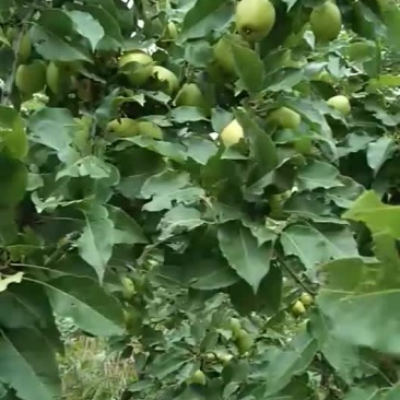 饮料啤特果