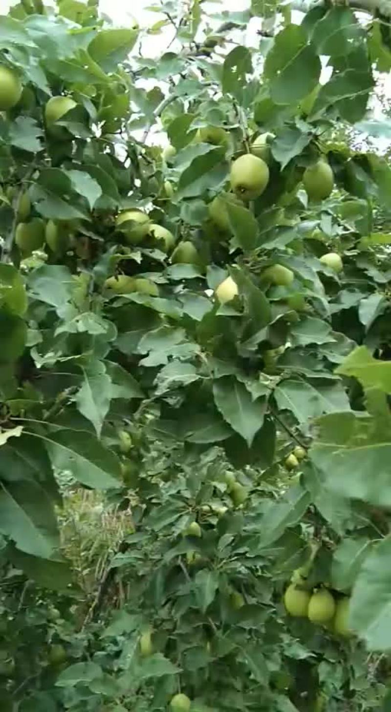 饮料啤特果